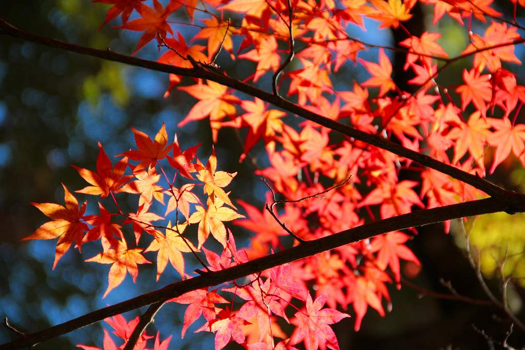 雲興寺の紅葉_c0265095_213947.jpg