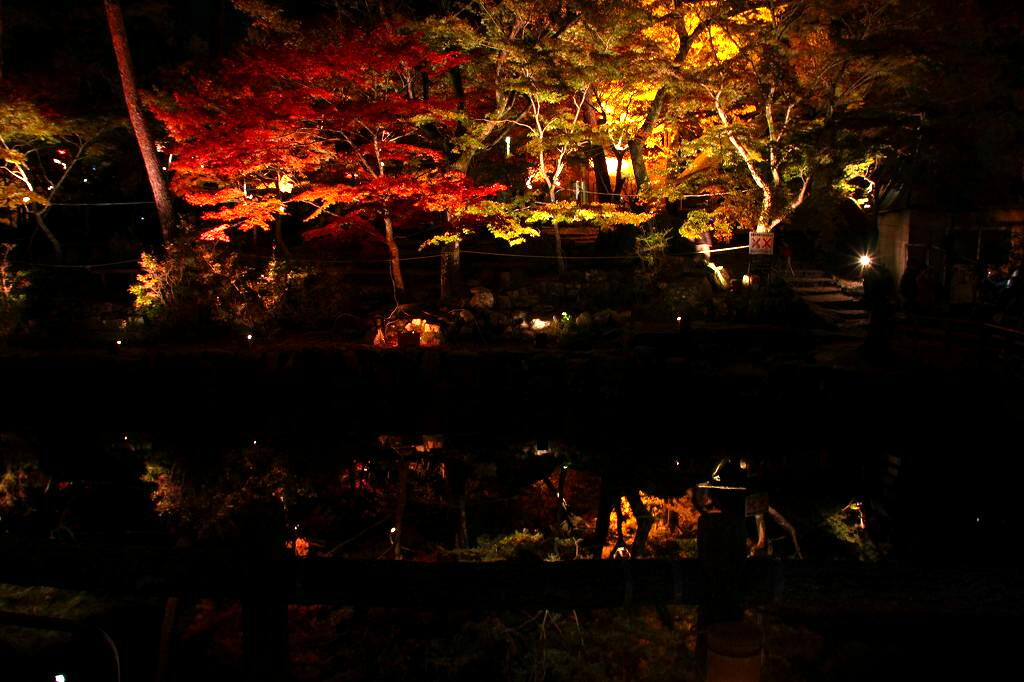 紅葉ライトアップ!_c0265095_22514128.jpg
