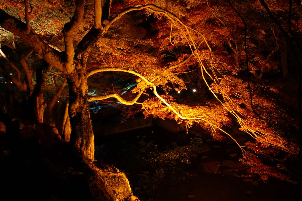 紅葉ライトアップ!_c0265095_22542991.jpg