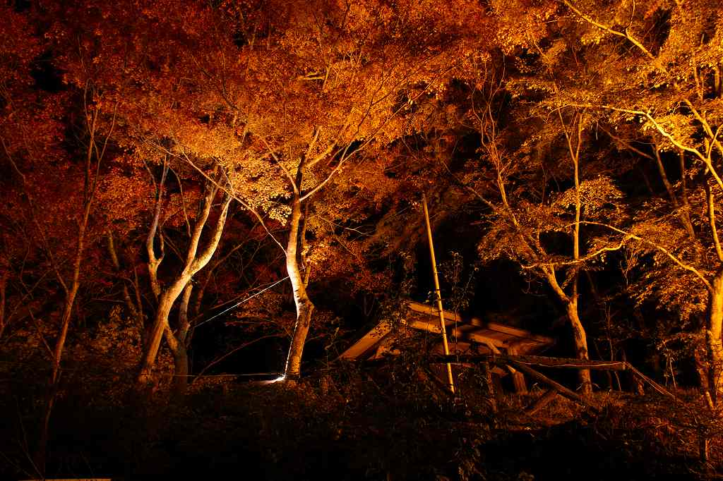 紅葉ライトアップ!_c0265095_22551136.jpg