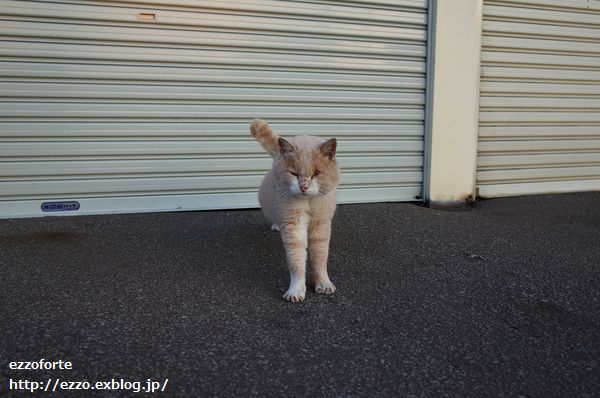 漁港に暮らす猫達_f0137097_18434910.jpg