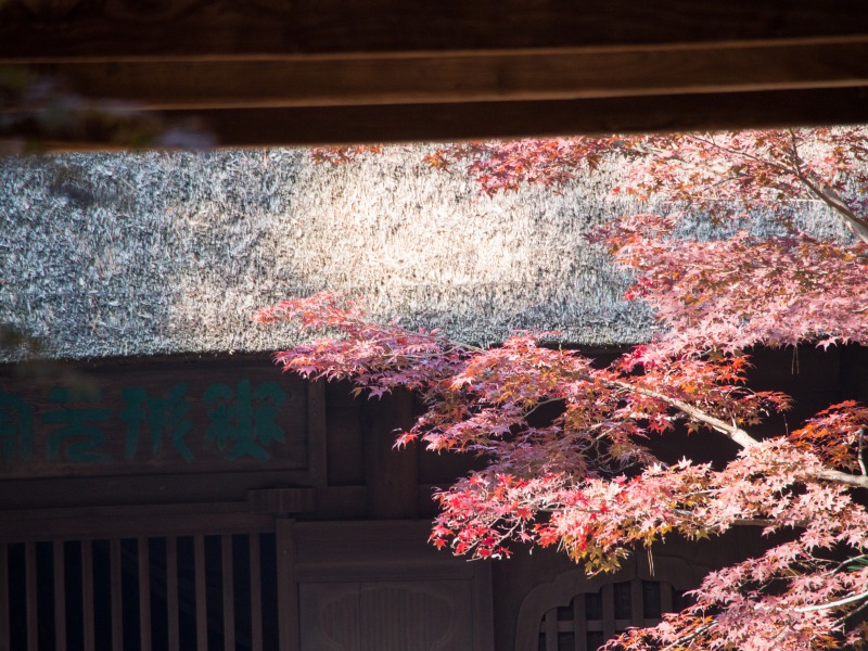 E-M1で平林寺_f0224100_23323416.jpg