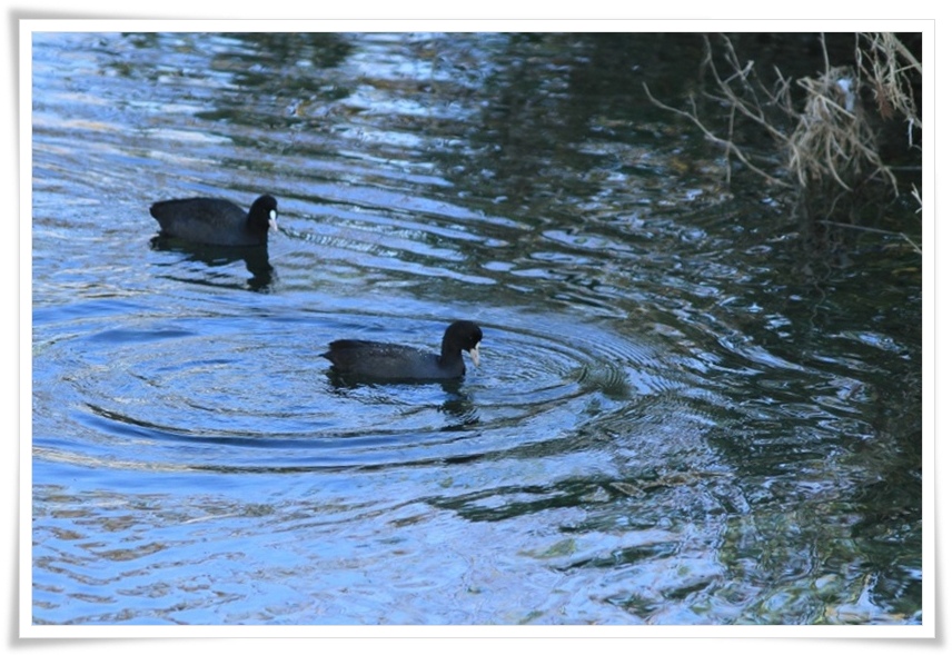 身近な野鳥たち_a0057905_1957994.jpg