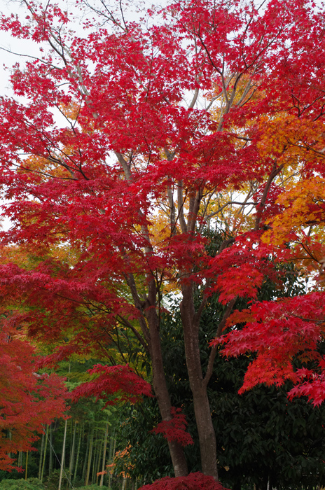 昭和記念公園　紅葉　3　～日本庭園へ_b0151409_2265035.jpg