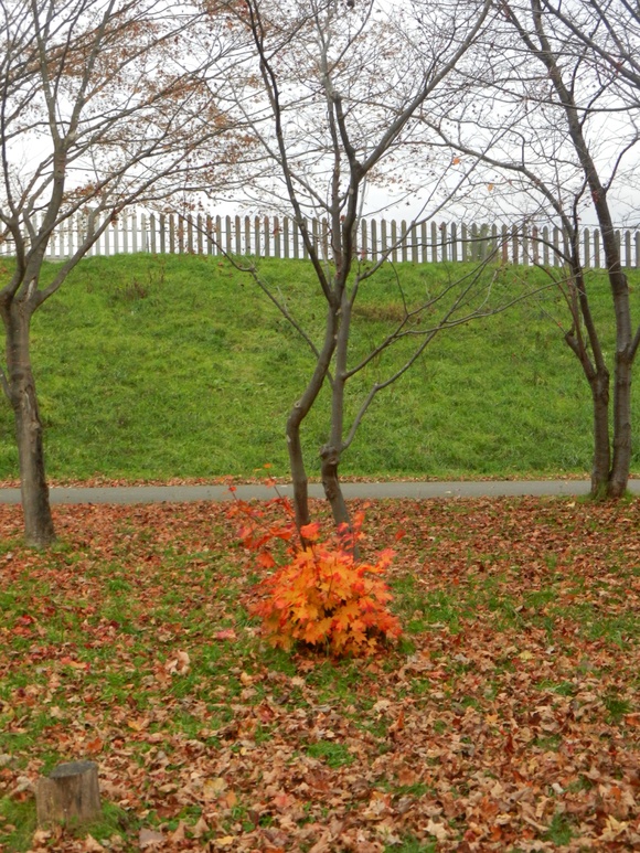 更に続きますーー真駒内公園の紅葉🍁ですよ！_d0200811_7205547.jpg