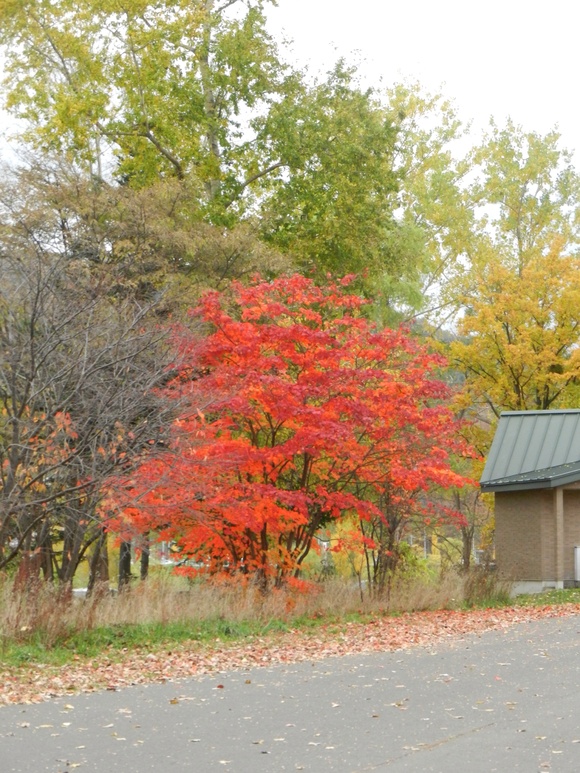 更に続きますーー真駒内公園の紅葉🍁ですよ！_d0200811_7215114.jpg