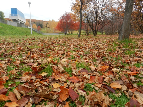 更に続きますーー真駒内公園の紅葉🍁ですよ！_d0200811_7225559.jpg