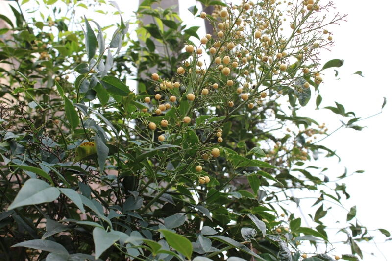 f0246611_0441374.jpg