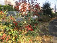 色づいた近隣公園_d0065324_1553851.jpg
