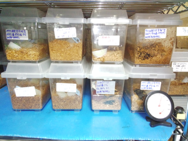 スマトラオオヒラタクワガタ 成虫飼育棚 飼育の部屋