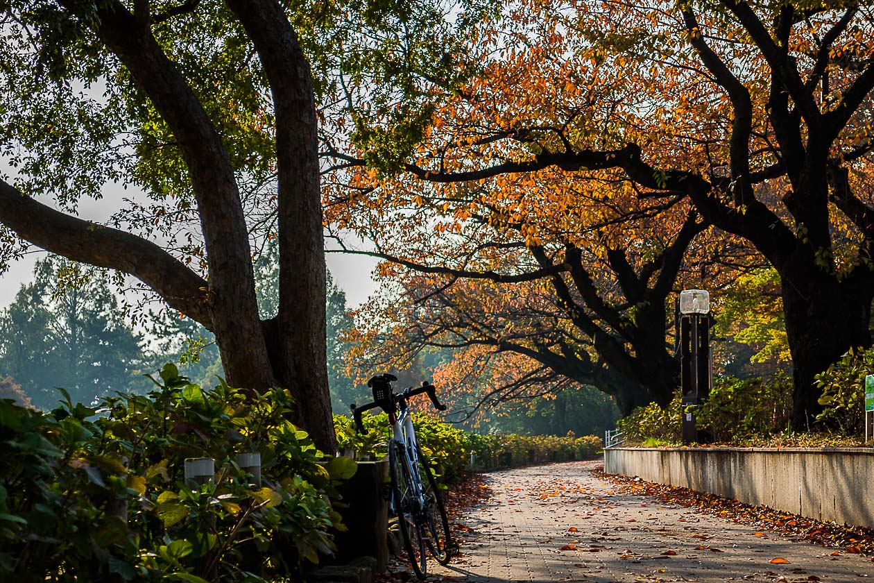 水元公園の紅葉進む！_b0295234_139428.jpg