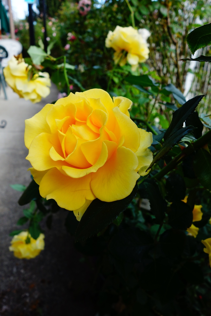 ENGLISH GARDEN ROSE CAFE 国分寺/カフェ バラ園～西立川からぶらぶら その8_a0287336_19171478.jpg