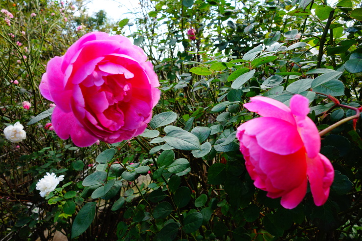 ENGLISH GARDEN ROSE CAFE 国分寺/カフェ バラ園～西立川からぶらぶら その8_a0287336_19183966.jpg