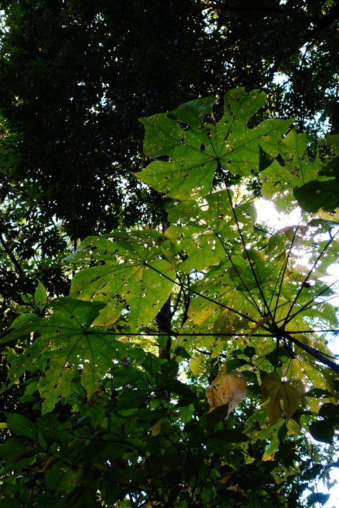a0287336_2032756.jpg