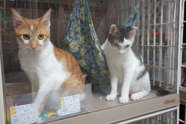 Npo法人東京キャットガーディアン 西国分寺 猫カフェ型開放型シェルター 西立川からぶらぶら その10 趣味はウォーキングでは無い