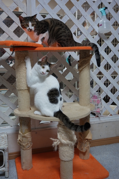 Npo法人東京キャットガーディアン 西国分寺 猫カフェ型開放型シェルター 西立川からぶらぶら その10 趣味はウォーキングでは無い
