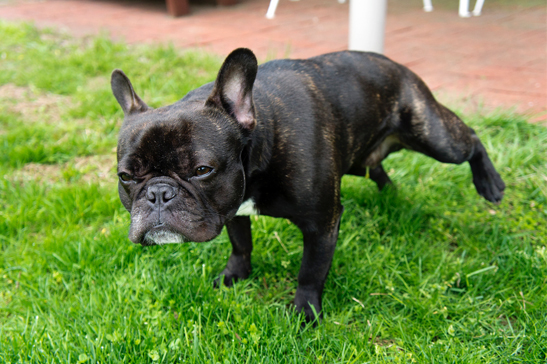 犬が長時間オシッコを我慢している理由 Iinu Blog 犬が長時間オシッコを我慢している理由 Iinu Blog