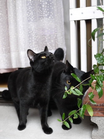 あたらしい発見猫 ぎゃぉすてぃぁら編。_a0143140_2337356.jpg
