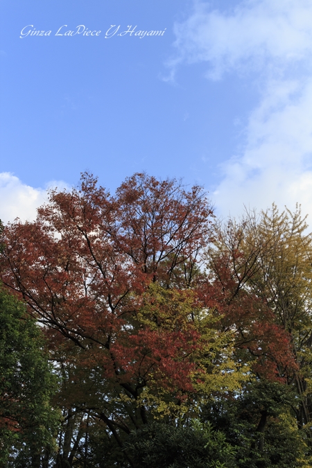 風景の写真　紅葉　東京もそろそろ_b0133053_0324515.jpg