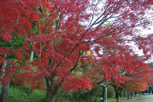 紅葉めぐり_f0233356_7204547.jpg