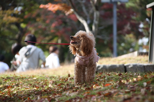 紅葉めぐり_f0233356_7273468.jpg