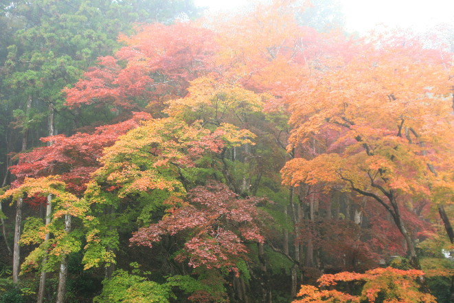 行楽の秋（１）　洞光寺_e0128863_178012.jpg