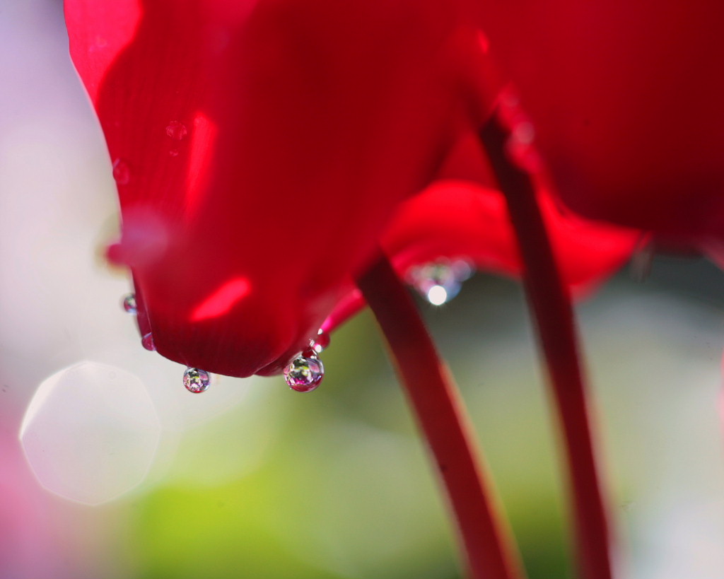 JA花園農産物直売所で花を拾う_c0305565_17484572.jpg