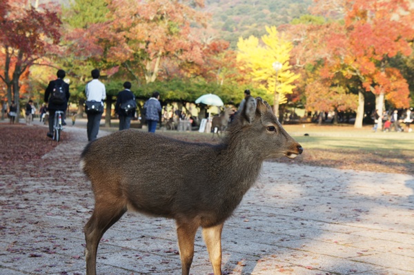 紅葉の奈良公園_e0177271_21202336.jpg