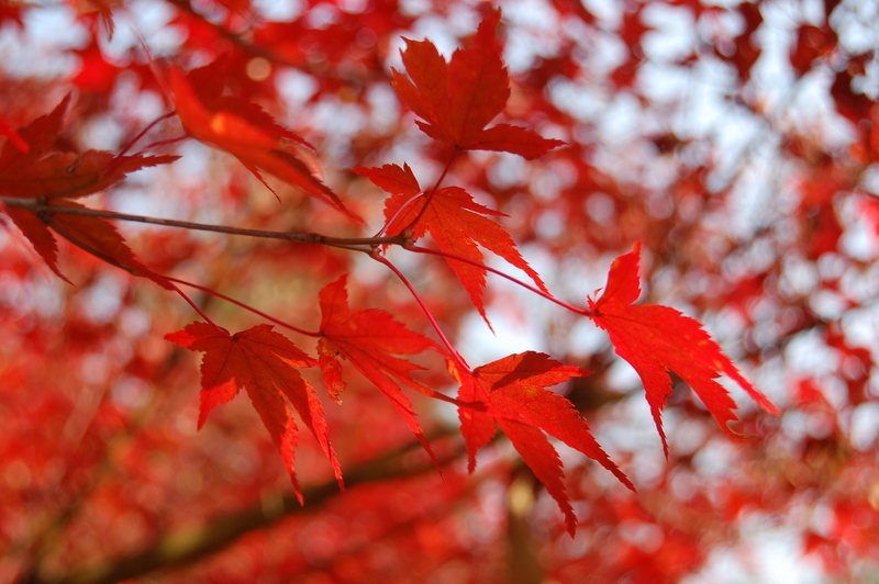 ＊＊砂川公園･紅葉狩り＊＊_c0216472_1982224.jpg