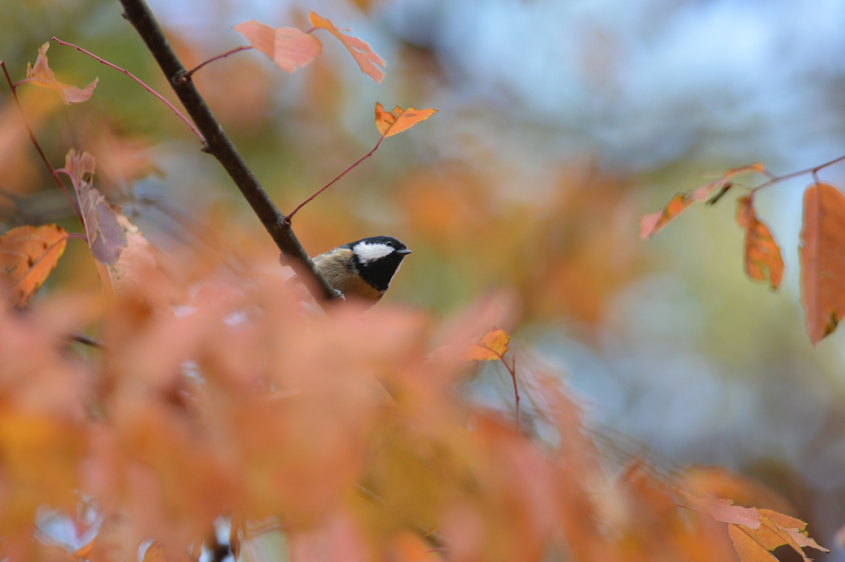 紅葉とヒガラとその他_f0053272_1336376.jpg