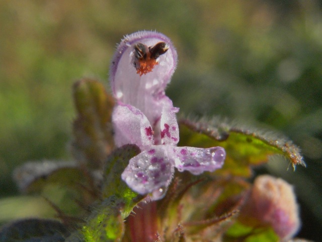 c0183777_823394.jpg