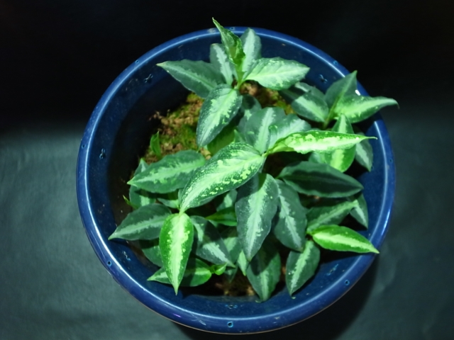 Aglaonema pictum”Galaxy”DFS from Sumatra Barat【AZ0912-1