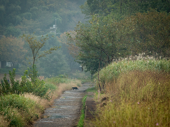 野川~雨上がりのお散歩~_a0161380_10191058.jpg