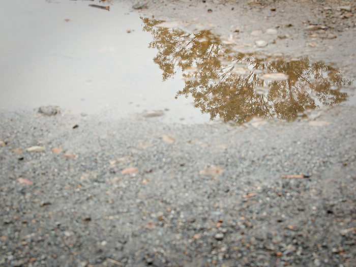 野川~雨上がりのお散歩~_a0161380_1074051.jpg
