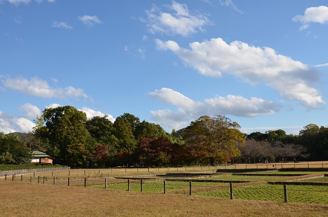 2013年11月18日【紅葉♪見頃となりました】_a0185880_1726776.jpg