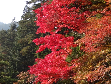 紅葉の大窪寺へ_e0201281_71921.jpg