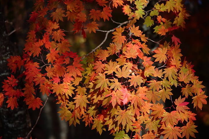 下郷町　観音沼自然公園の紅葉　その１_e0165983_9553061.jpg