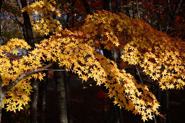 下郷町　観音沼自然公園の紅葉　その１_e0165983_9574062.jpg