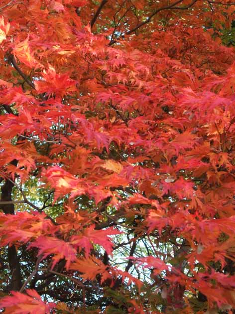 舞孔雀 : 風のたより