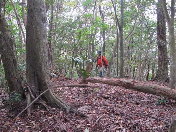 宇佐のかくれ名山～台山を登る　2013･11･17（日）くもり_a0166196_9504193.jpg