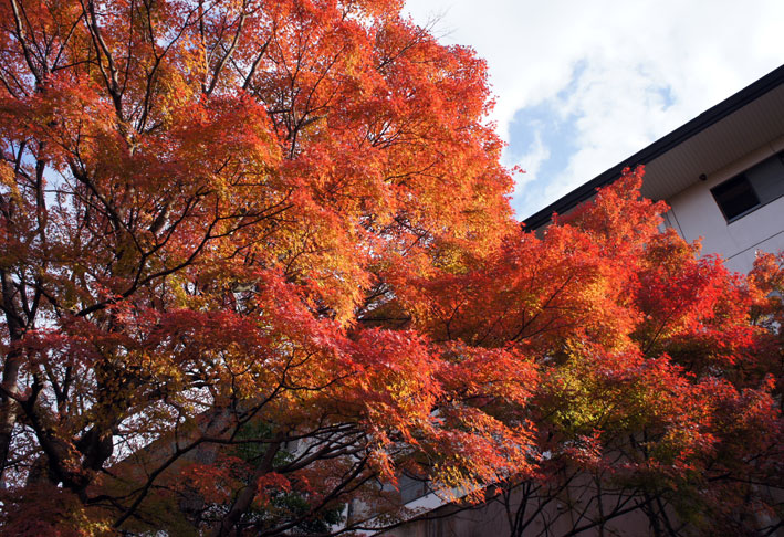 白雲荘の紅葉まっ盛り_b0145296_10285498.jpg