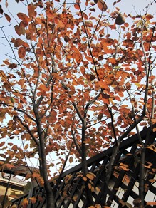 c0117898_17494574.jpg