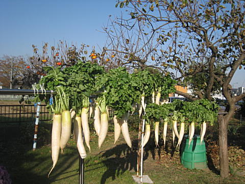 d0046702_524558.jpg