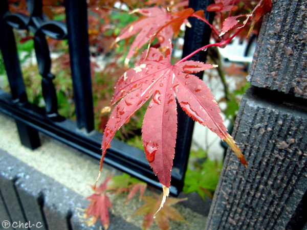 a0154706_10271692.jpg