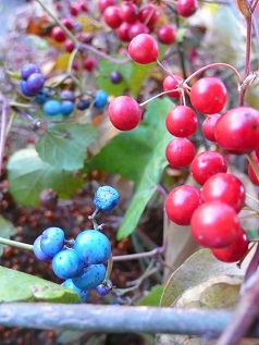 b0264320_15544615.jpg