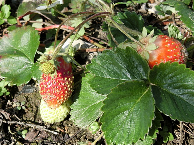 e0234924_1154939.jpg