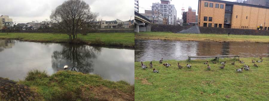 白鳥2羽_f0154626_8575012.jpg