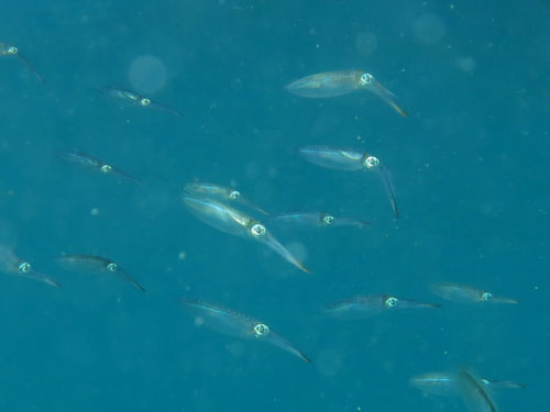 2013年11月19日(火・晴れ)甲浦_d0164831_1601285.jpg
