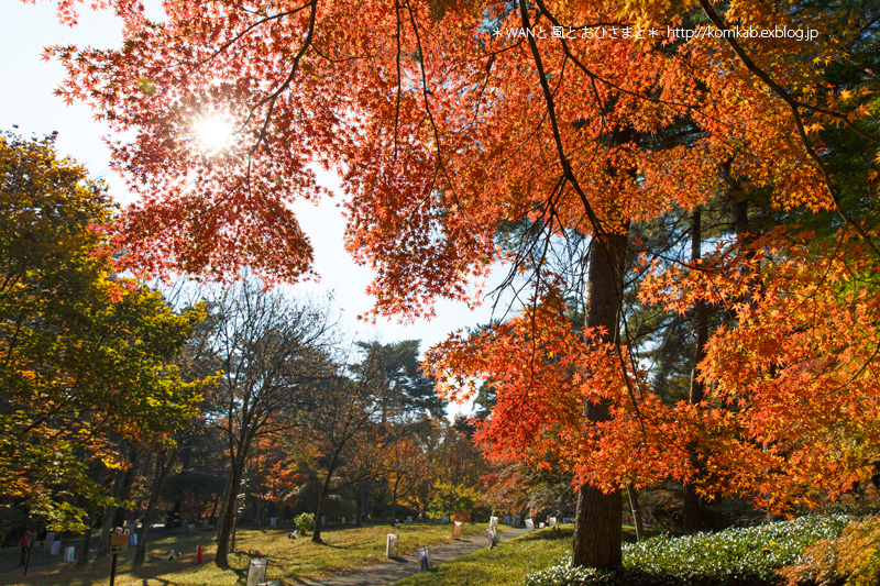  今年も森林公園_d0289733_22293016.jpg