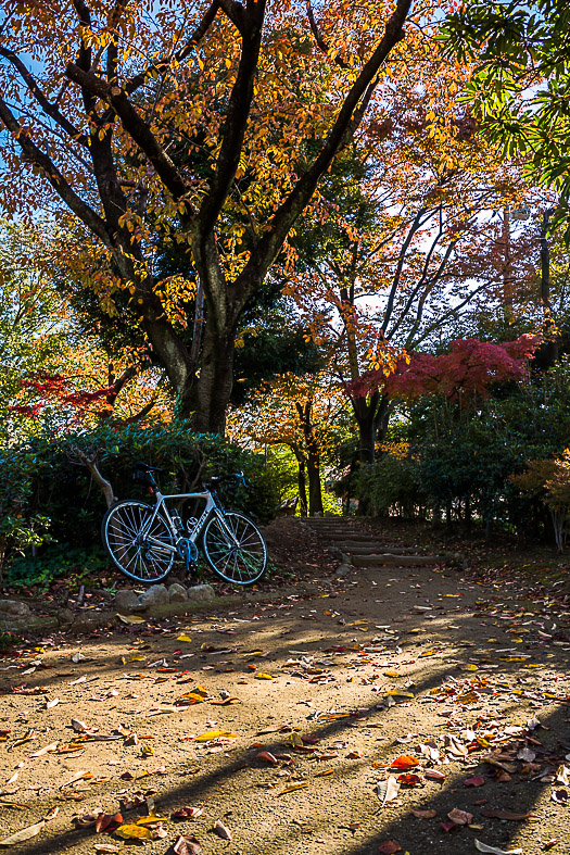 ジテツウ＆お昼休みにちょこっと紅葉ライド_b0295234_12322893.jpg